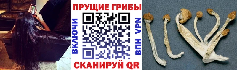 Псилоцибиновые грибы мицелий  Купить закладки  Рязань 